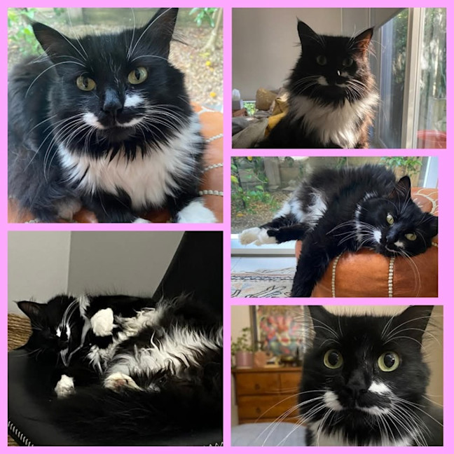Photo of Lilly