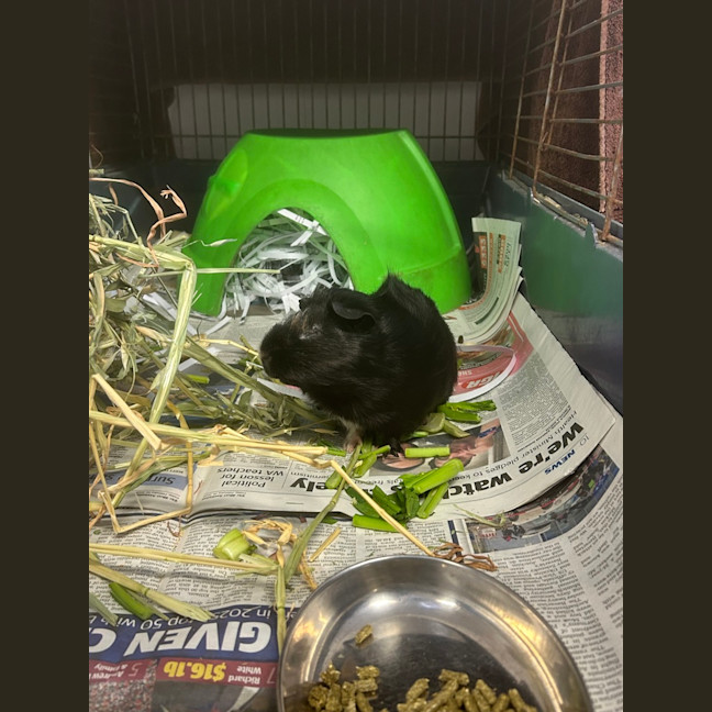 Photo of Fuzzy