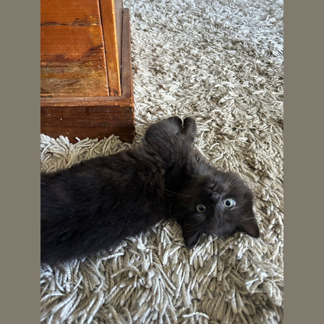 Photo of Poe