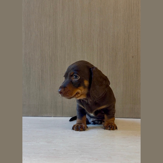 Photo of Arlo