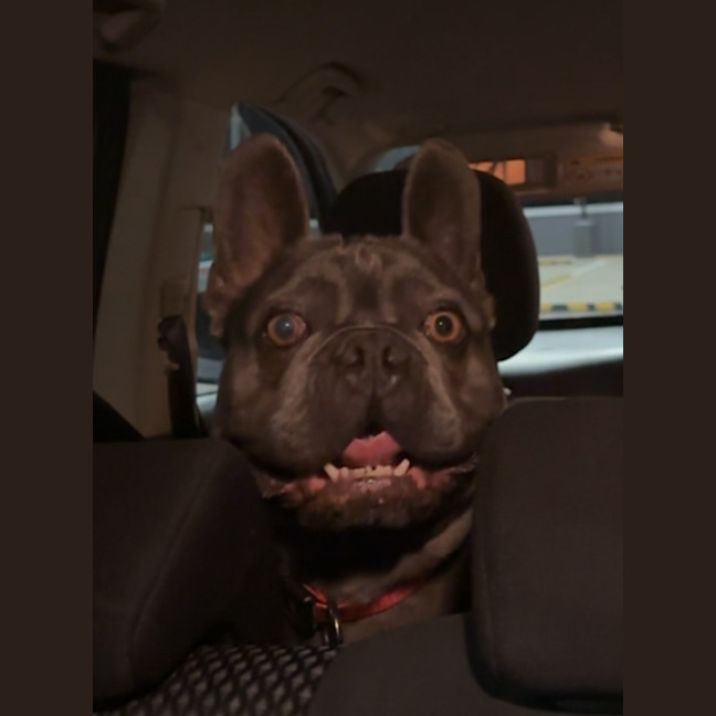 Photo of Arnie   4 Year Old French Bulldog