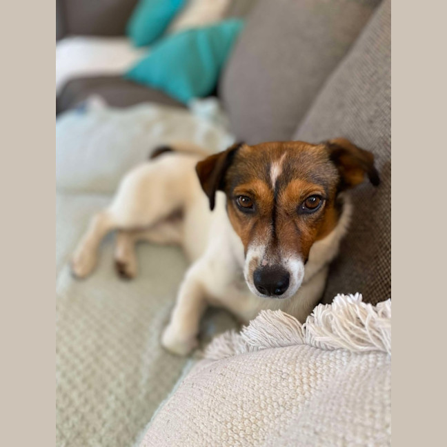 Photo of Buddy