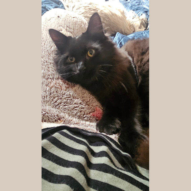 Photo of Voodoo