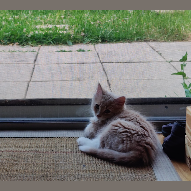 Photo of Daisy (Was Bonnie )