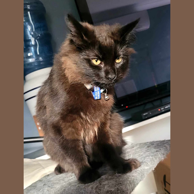 Photo of Minch   6 Month Old Domestic Mediumhair