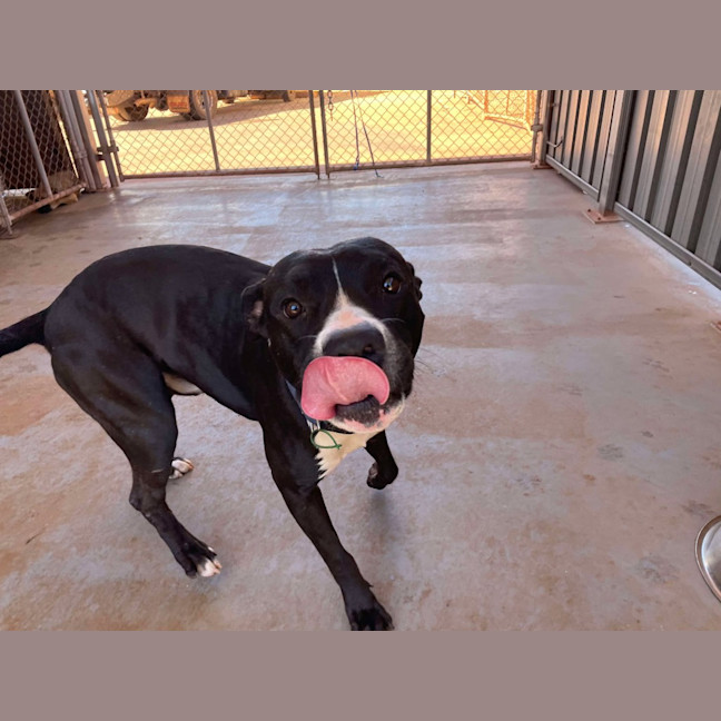 Photo of Koda