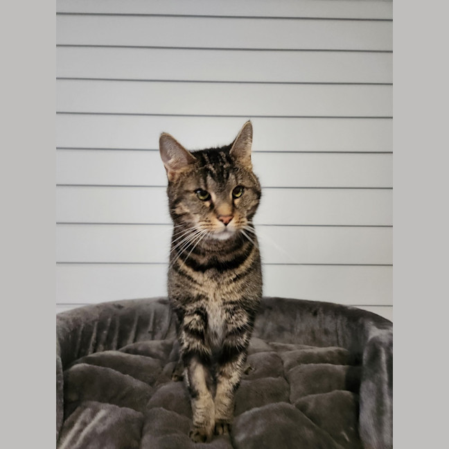 Photo of Dusty