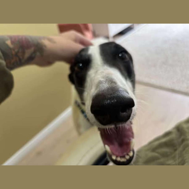 Photo of Perdita, The Greyhound
