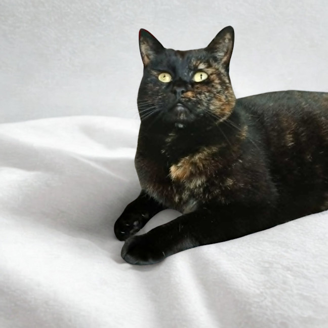 Photo of Birdie