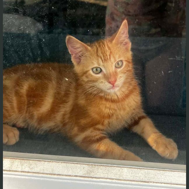 Photo of Fawkes 