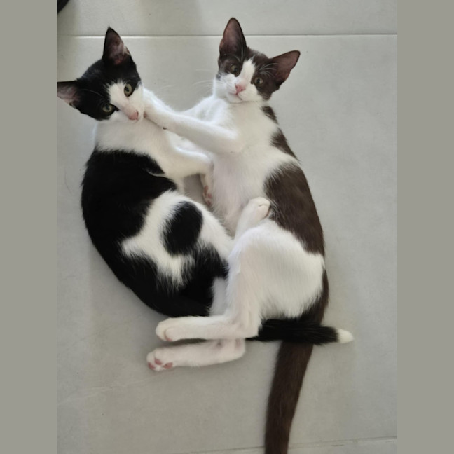 Photo of Coffee & Cookie