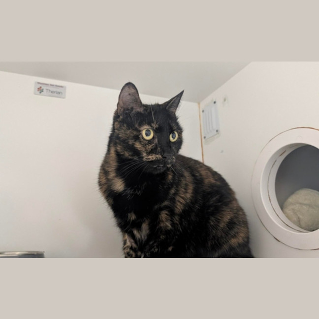 Photo of Missy