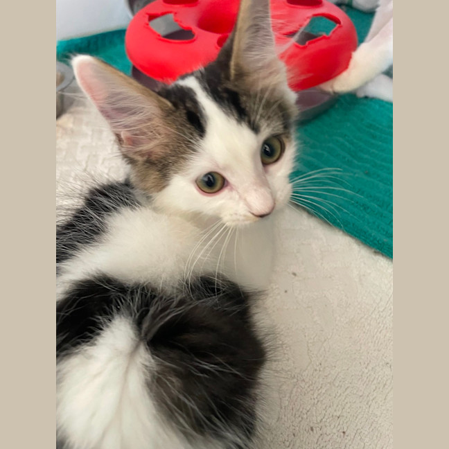 Photo of Spots * Pet Stock Engadine*