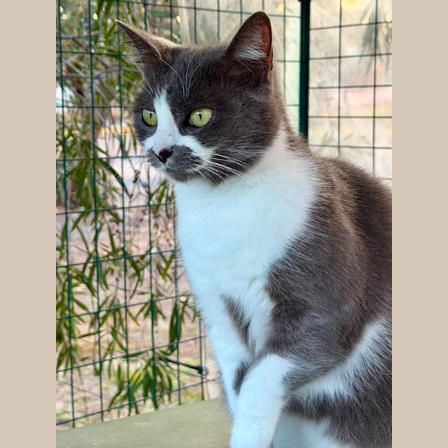 Photo of Smokey