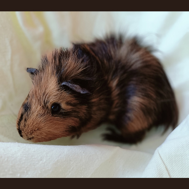 Photo of Jaffa