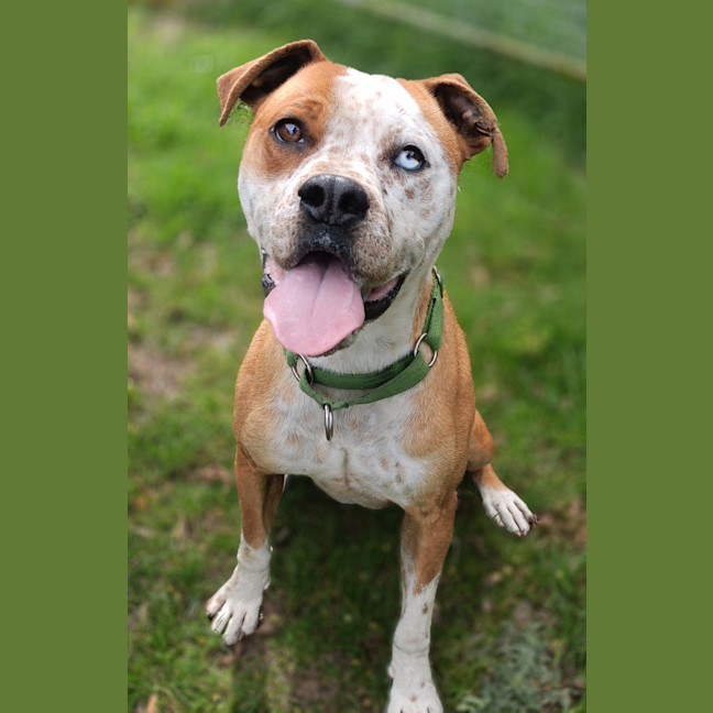 Photo of Brutus