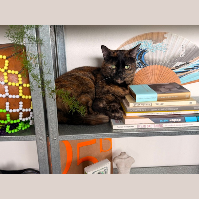 Photo of Muffin 🧁