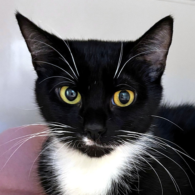 Photo of Cherry Sta014311