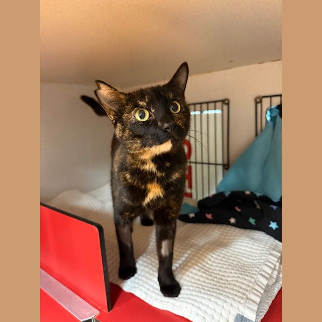 Photo of Chilli
