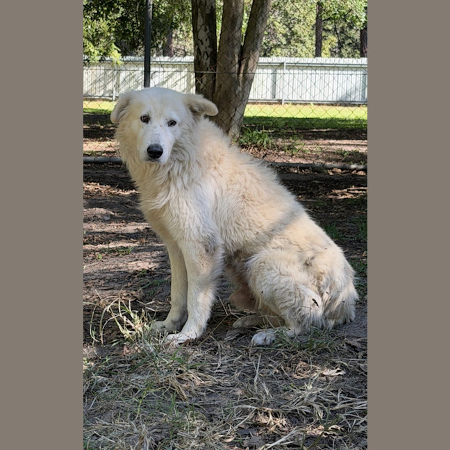 Photo of Caesar