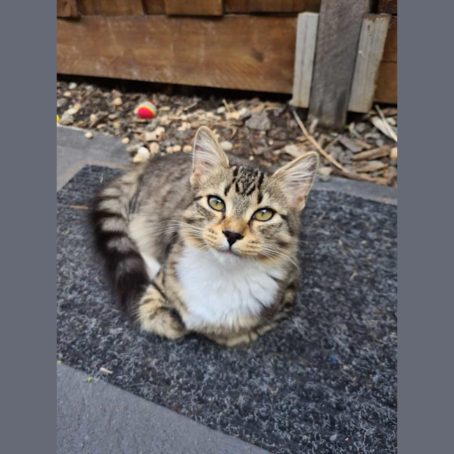 Photo of Twinkle Tail