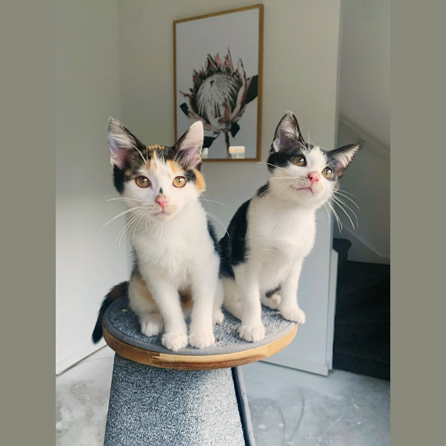 Photo of Timmy & Pippa