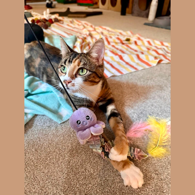 Photo of Moe   Located In Brunswick West