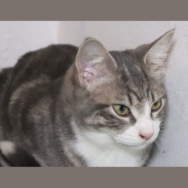 Photo of Skippy N Siggy 