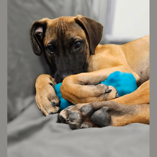 Photo of Nala