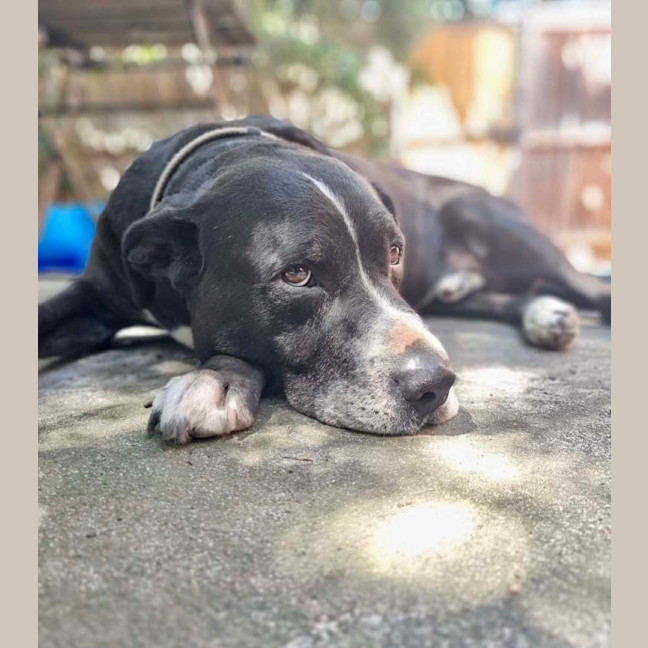 Photo of Rusty