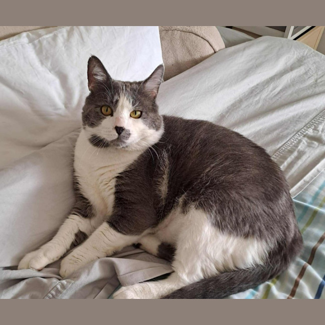 Photo of Don   In Foster Care In Mernda