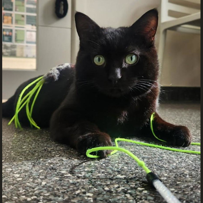 Photo of Lieutenant Dan