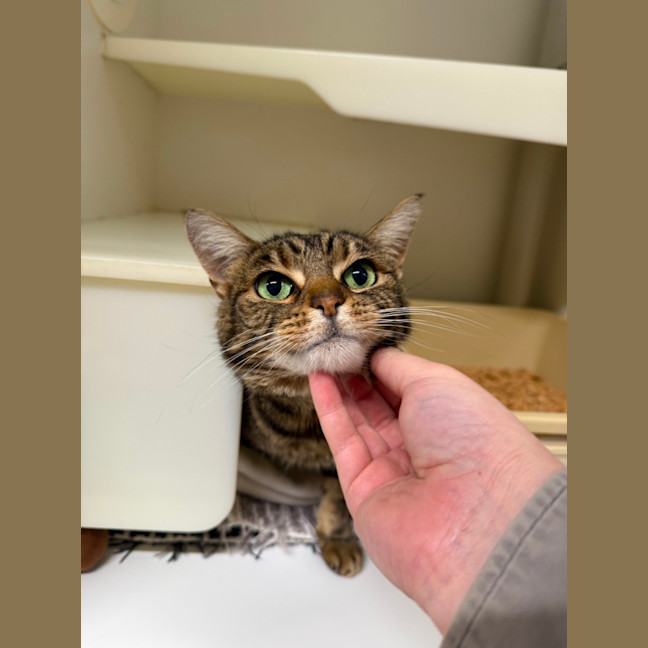 Photo of 🍨 Kitty 6771 🍨