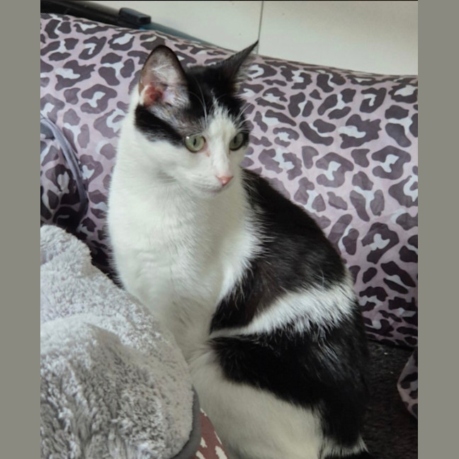 Photo of Clover Meet Me@Petstock Mornington Nepean Hwy