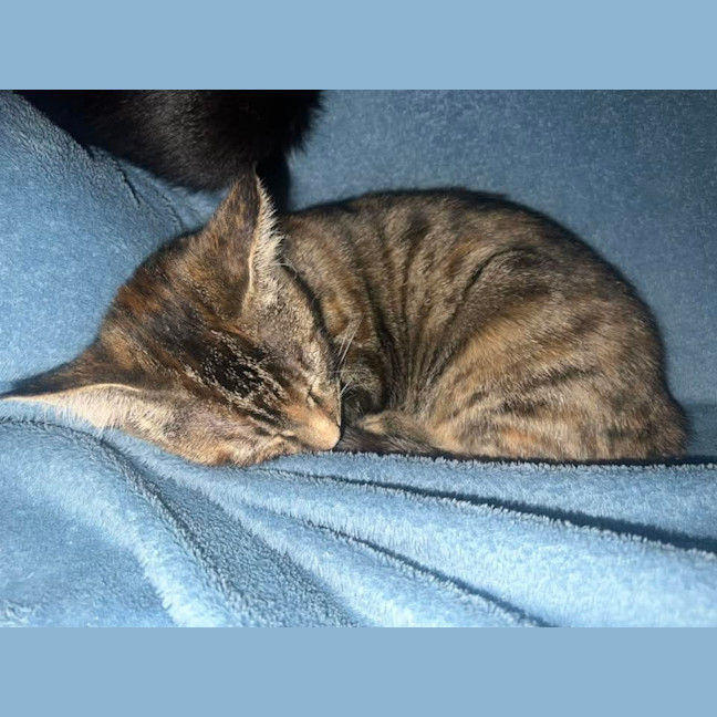 Photo of Frankin