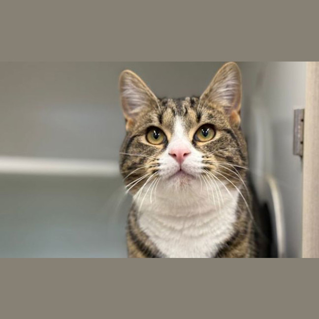 Photo of Apollo