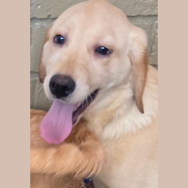 Photo of Peach