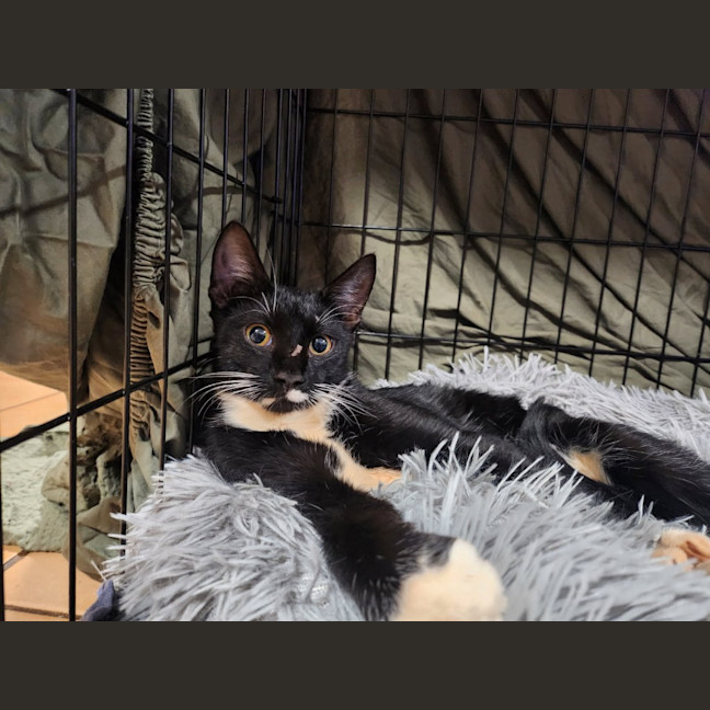 Photo of Dotty