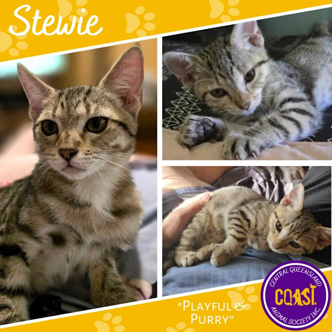Photo of Stewie