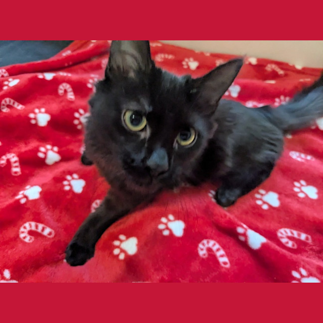 Photo of Biscuit 