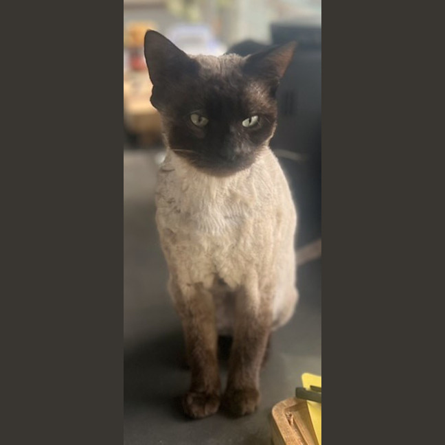 Photo of Moka