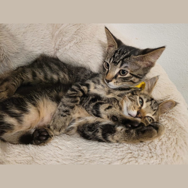 Photo of  Joey   Now At Pet Quarters Belmont 