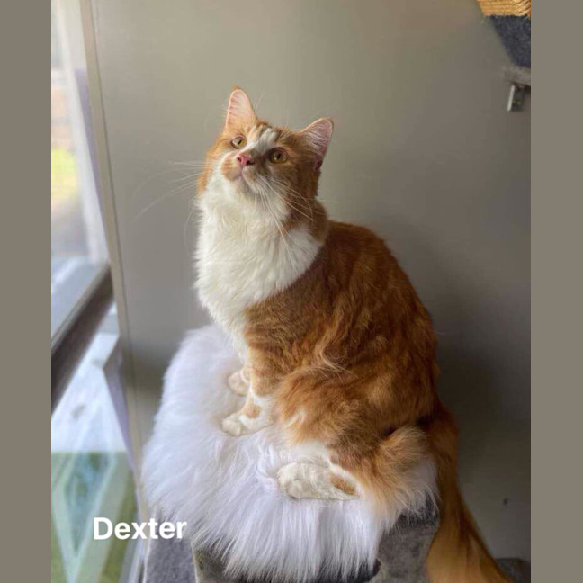 Photo of Dexter 