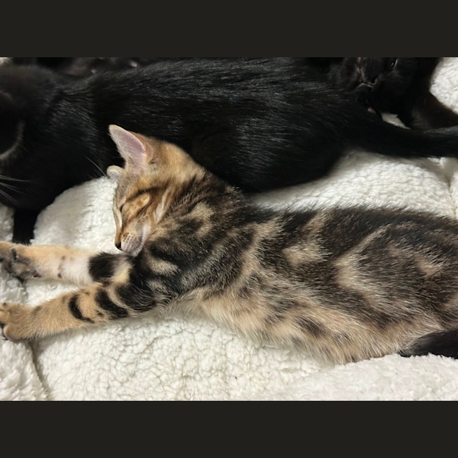 Photo of Kobe 💫💙