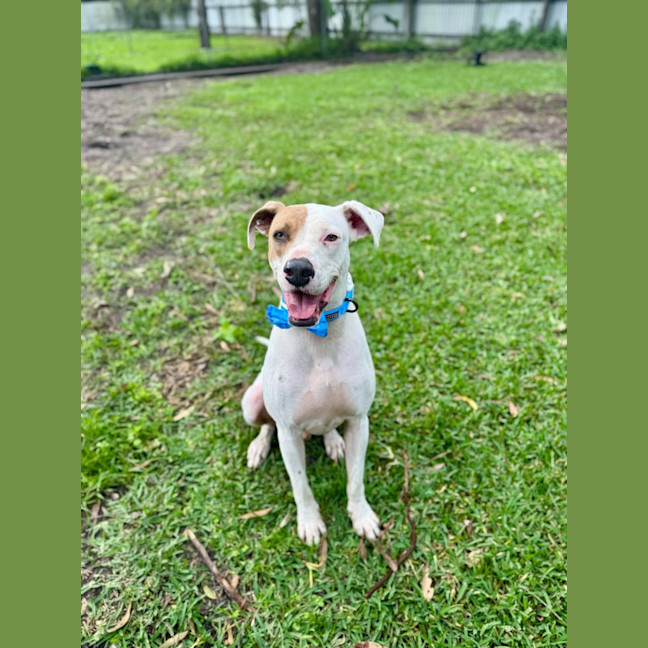 Photo of Dustin *$150 Adoption Fee*