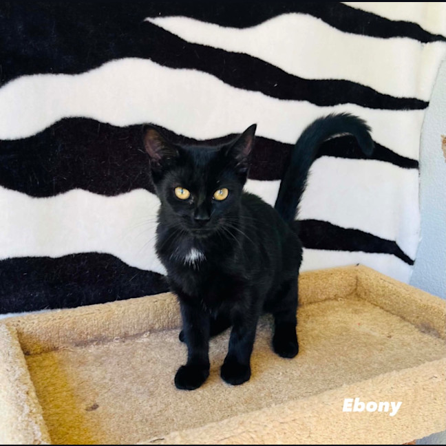 Photo of Ebony
