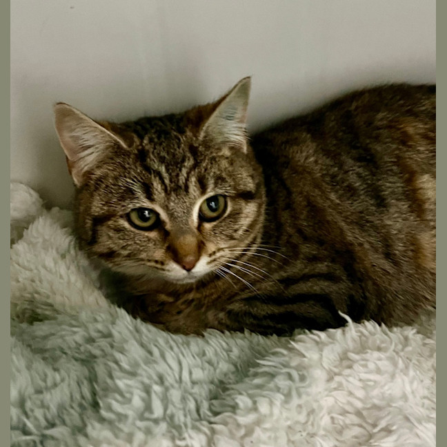 Photo of Tinkerbell