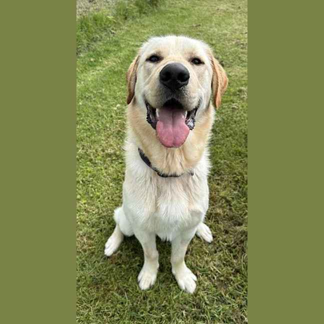 Photo of Scooby