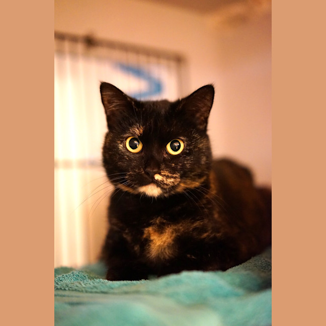 Photo of Cassidy