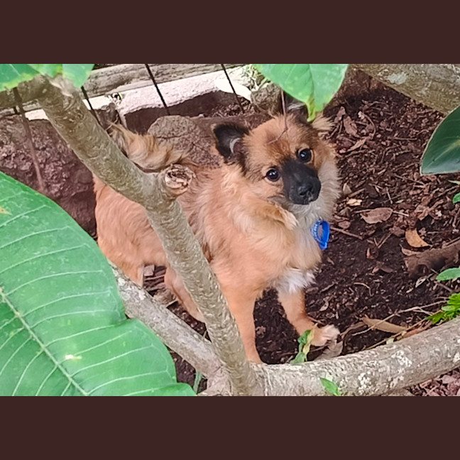 Photo of Jimmy   4 Month Old Pomeranian X
